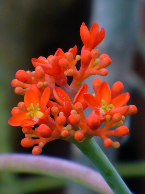 Buddha's Belly Bush, Bottle Plant, Gout Plant, Coral Plant, Jatropha podagrica